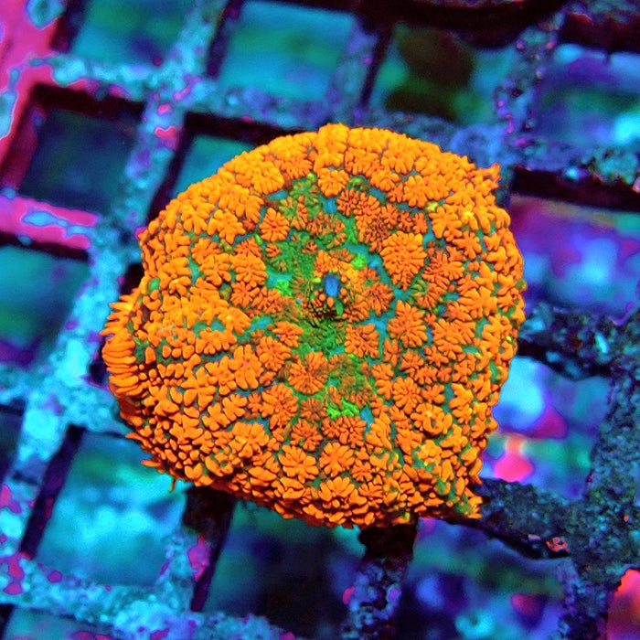 Red Green Center Ultra Rhodactis