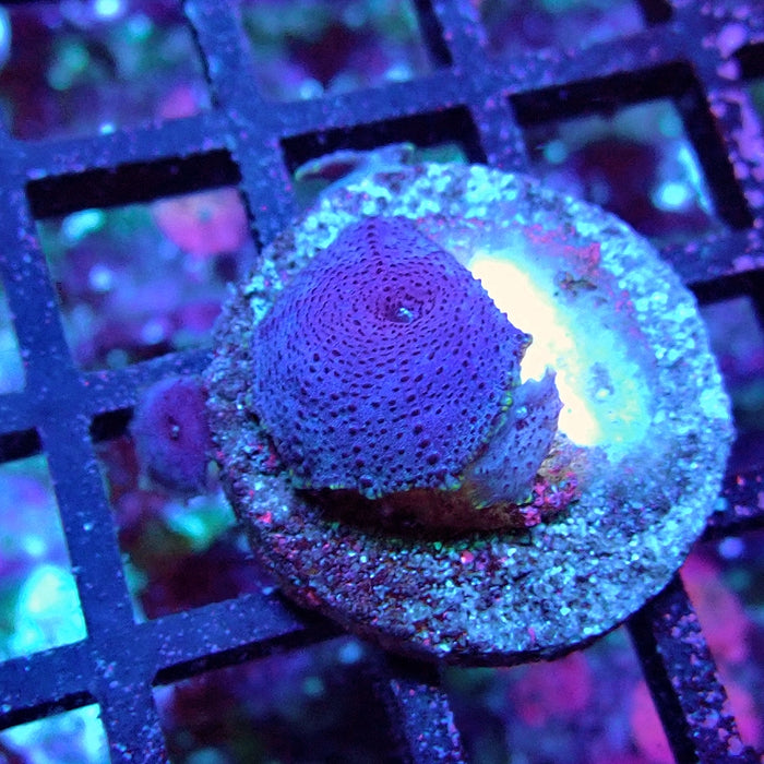 Blue Discosoma Mushrooms