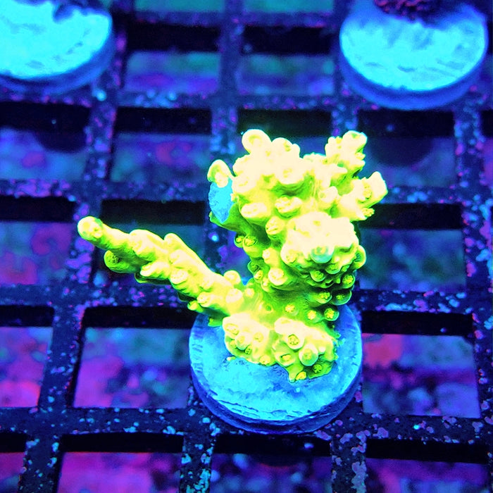 Tenuis Ultra Green-Yellow Blue Tips Acro