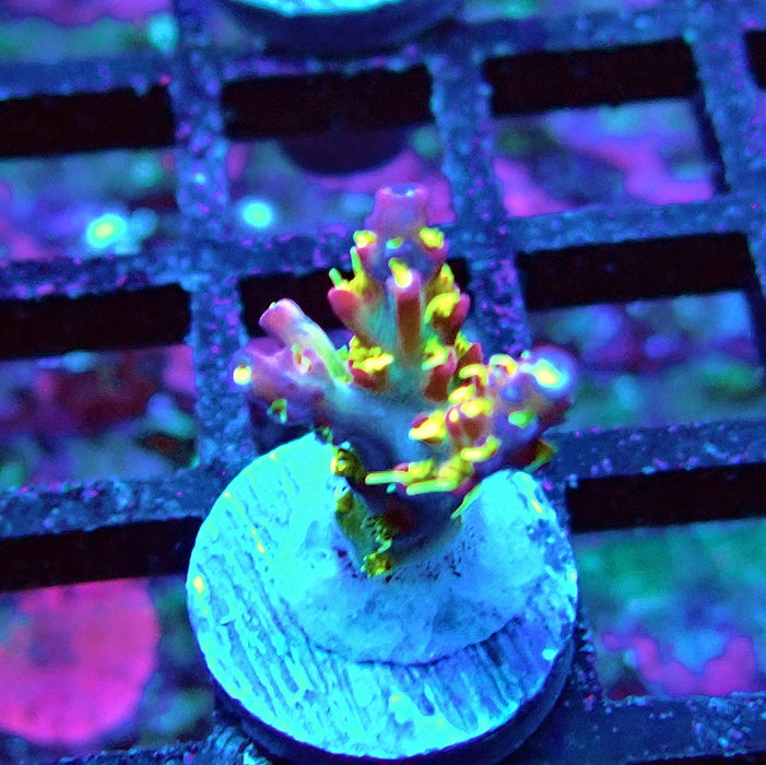 REx Rainbow Worms Acro