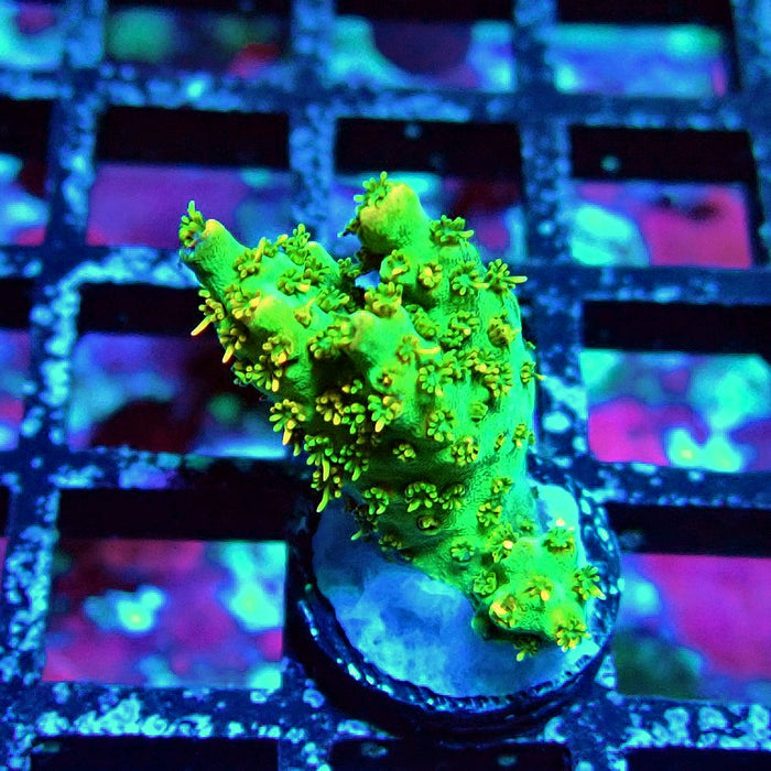 Acro Frag Aquaculture