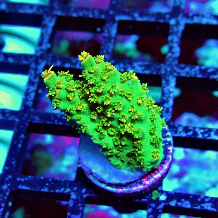 Acro Frag Aquaculture