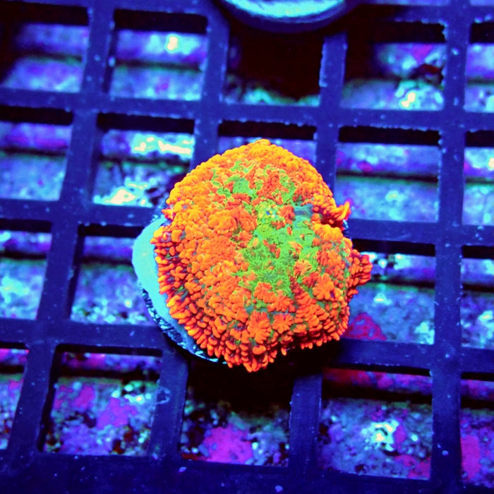 Red Green Center Ultra Rhodactis