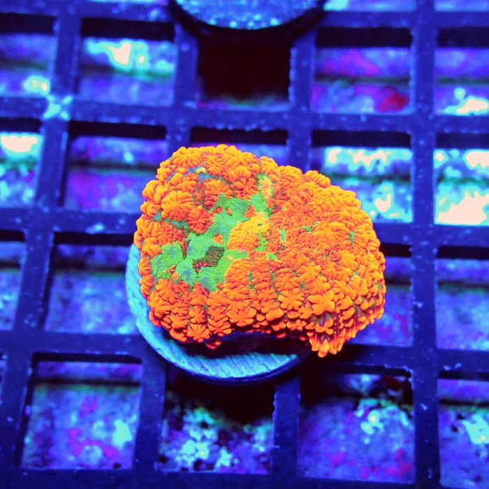 Red Green Center Ultra Rhodactis