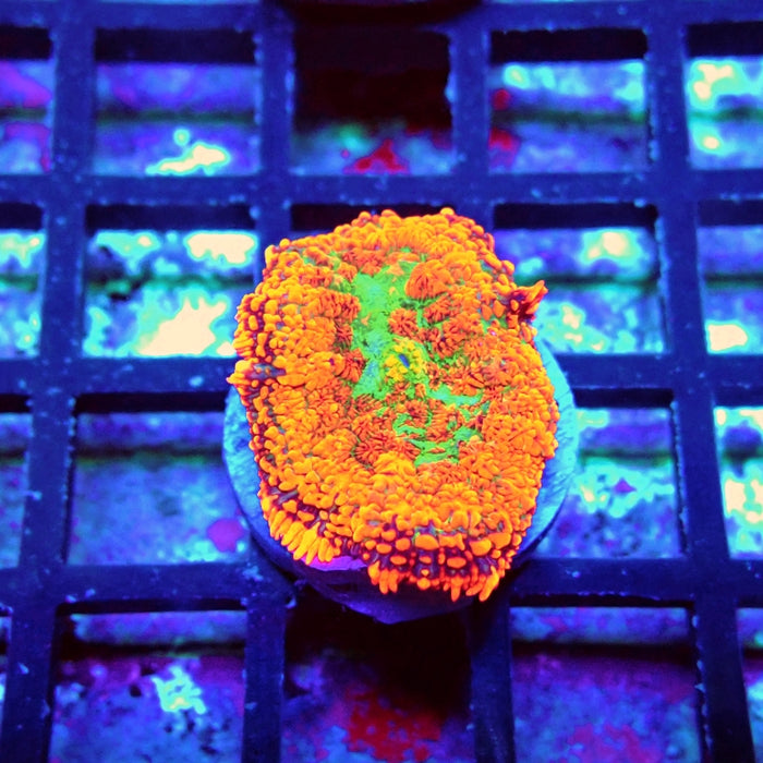 Red Green Center Ultra Rhodactis
