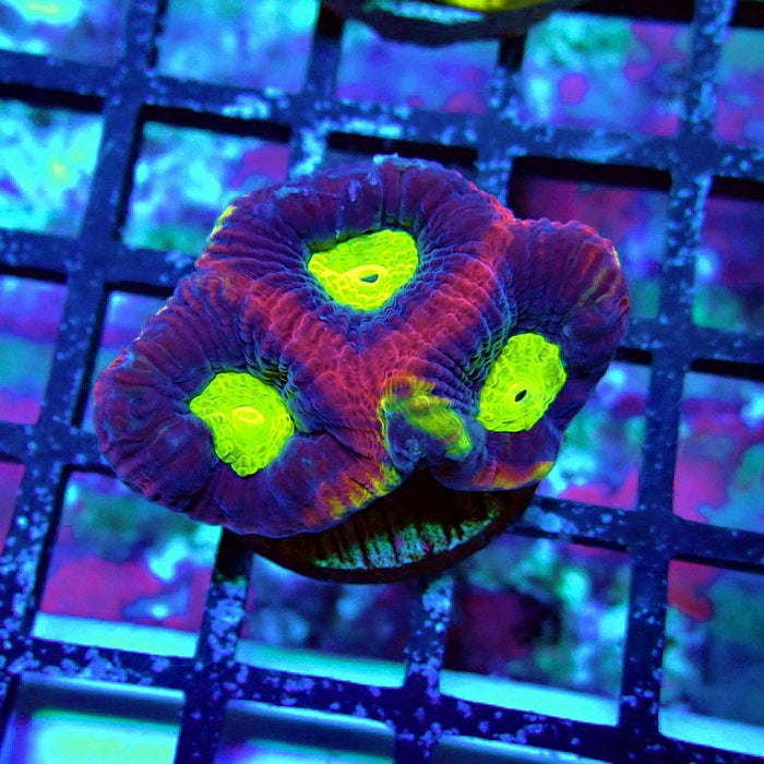 Dragon Soul Favia Coral Frag