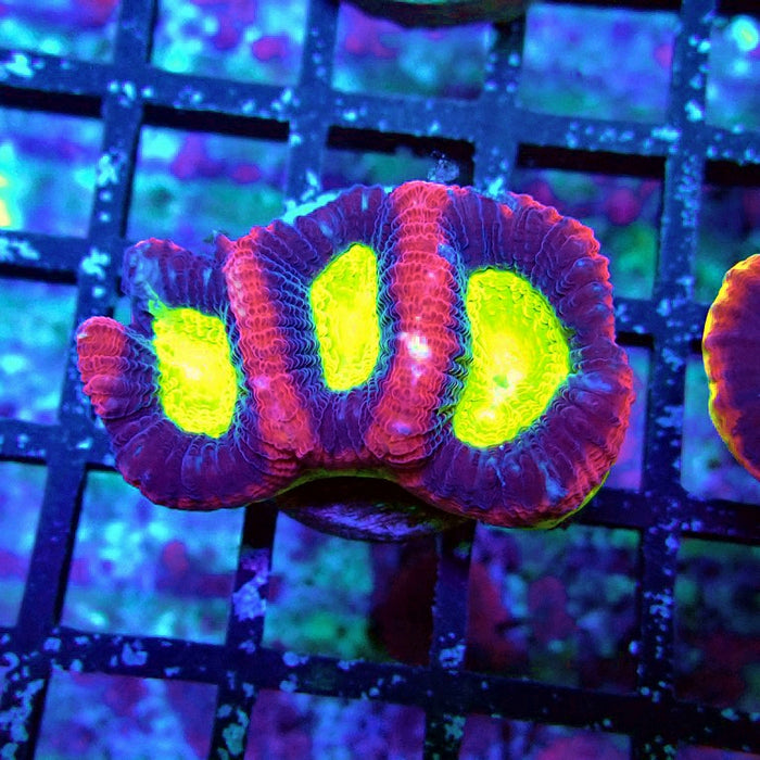 Dragon Soul Favia Coral Frag
