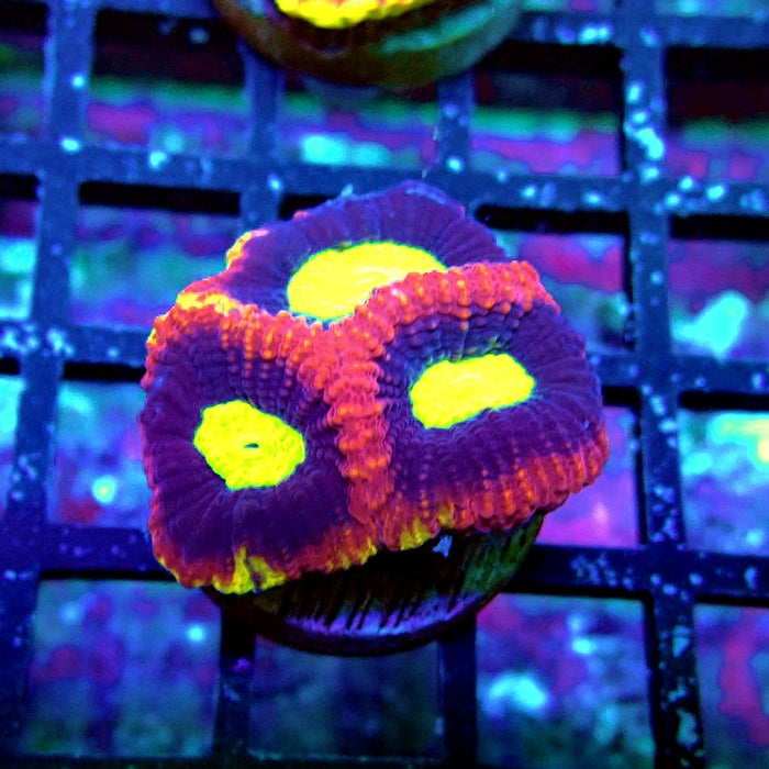 Dragon Soul Favia Coral Frag