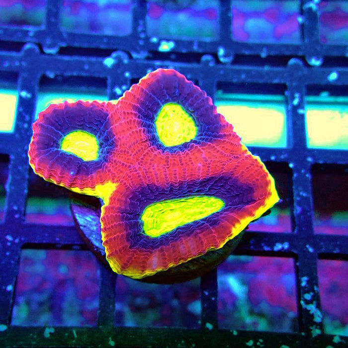 Dragon Soul Favia Coral Frag