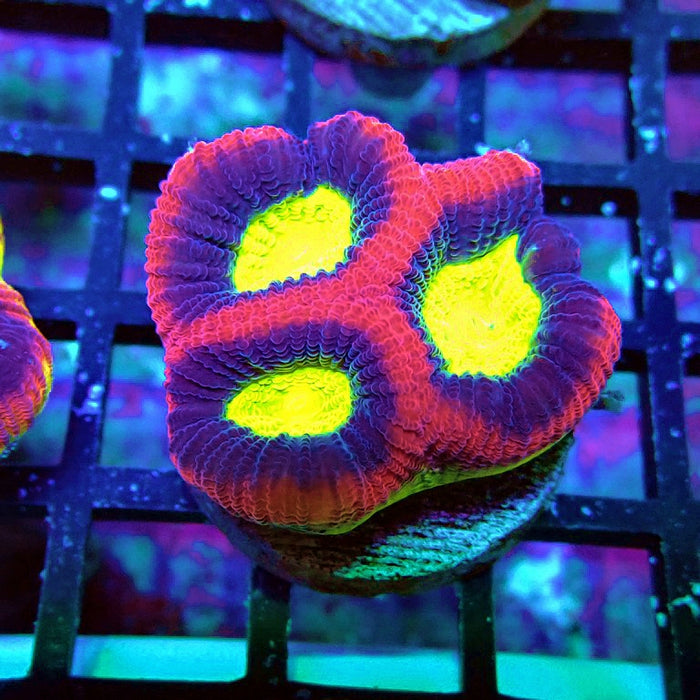 Dragon Soul Favia Coral Frag