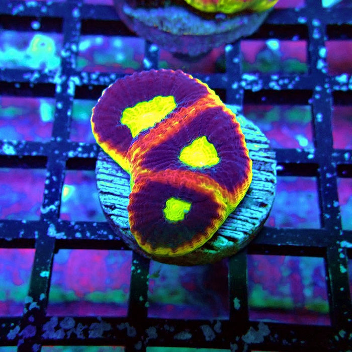 Dragon Soul Favia Coral Frag