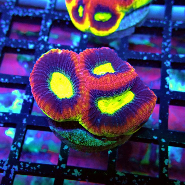 Dragon Soul Favia Coral Frag