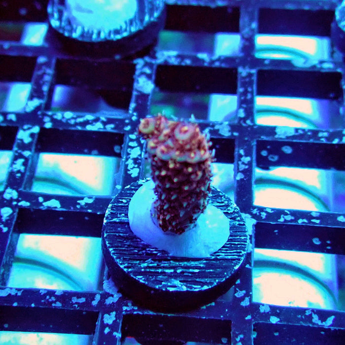 REx Quadricolor Mille Acro