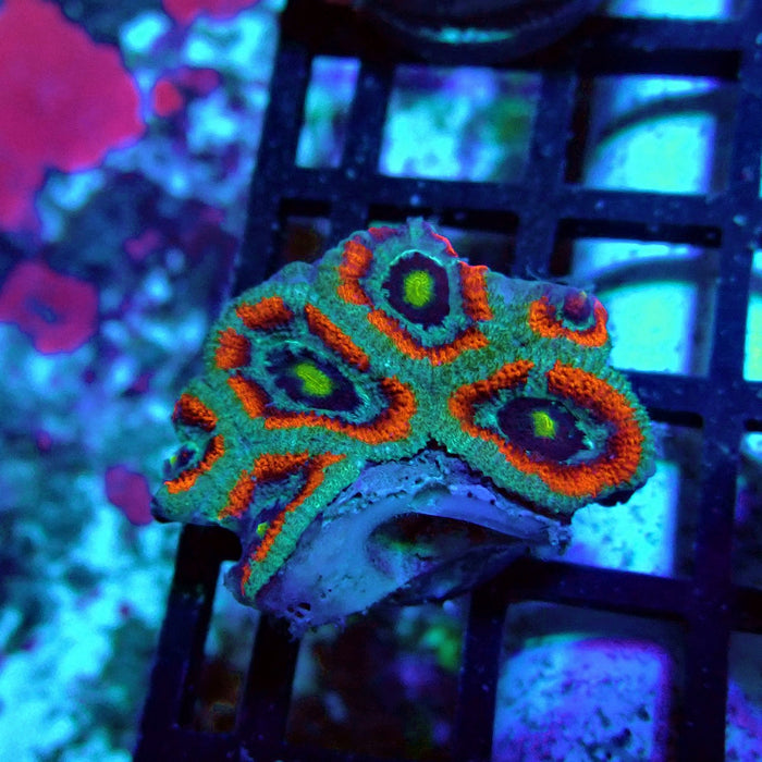Acan Lord Coral Frag (4)