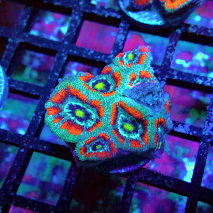 Acan Lord Coral Frag (4)
