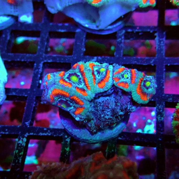 Acan Lord Coral Frag (4)