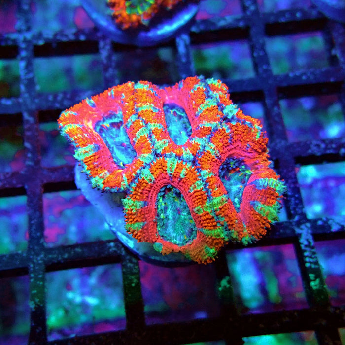 Acan Lord Coral Frag Ultra (3)