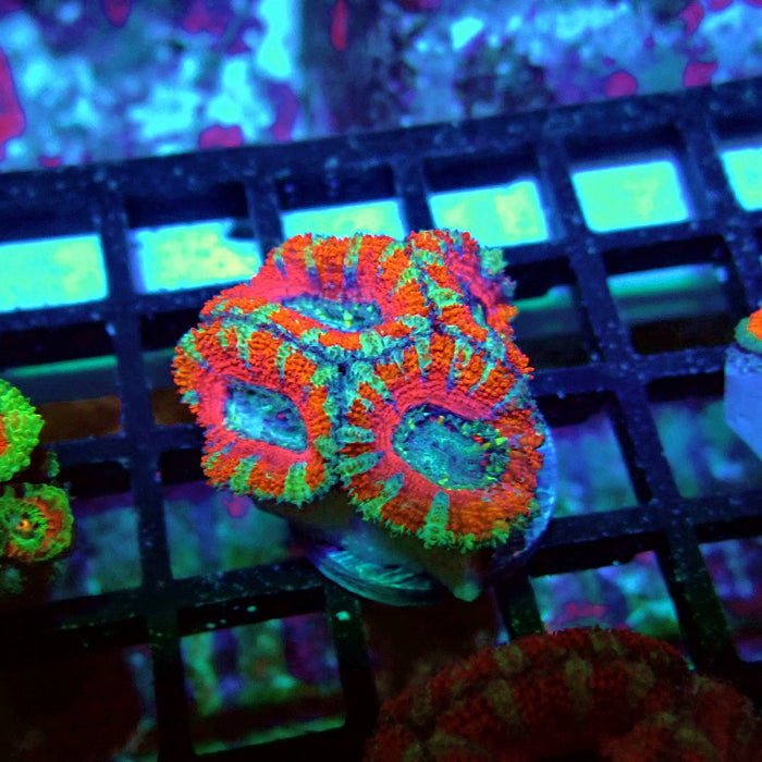 Acan Lord Coral Frag Ultra (3)