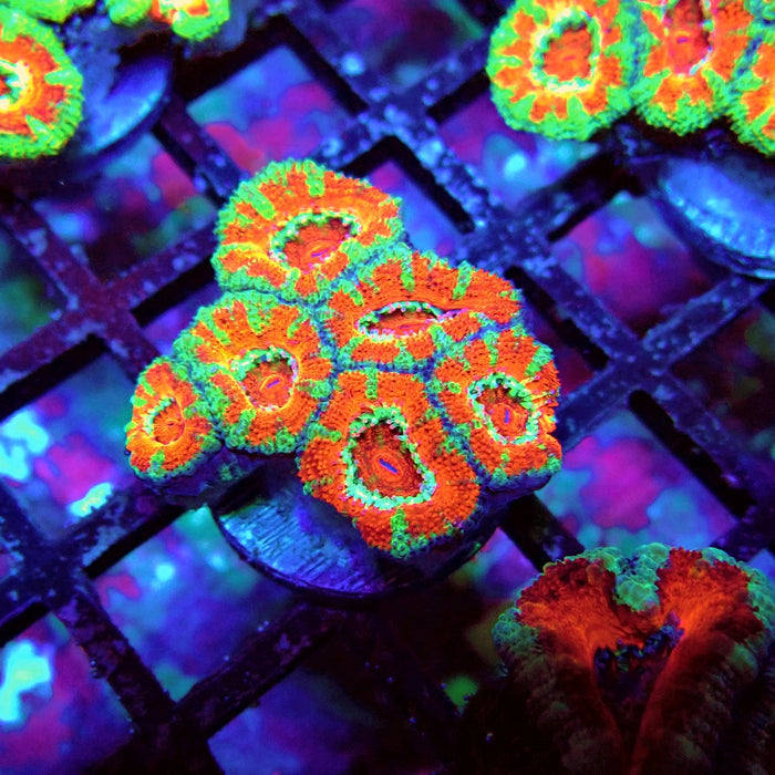 Acan Lord Coral Frag (6)