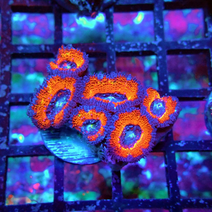 Acan Lord Coral Frag (8)