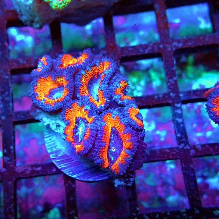 Acan Lord Coral Frag (8)