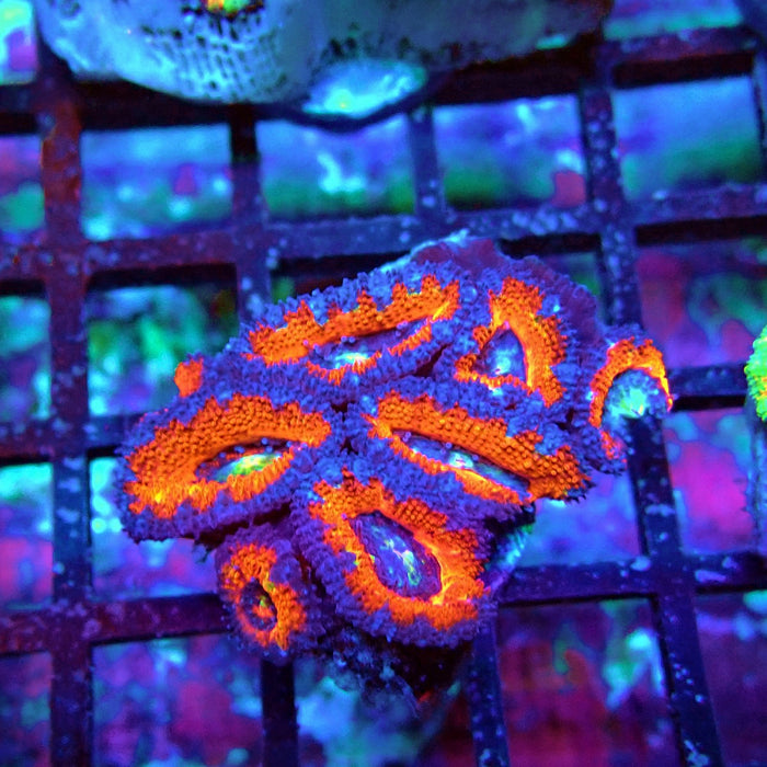 Acan Lord Coral Frag (8)