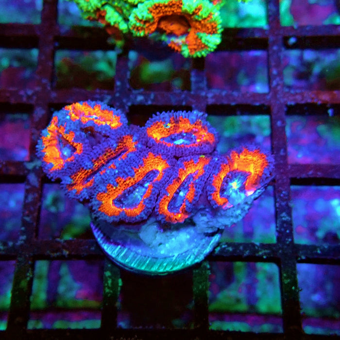 Acan Lord Coral Frag (8)