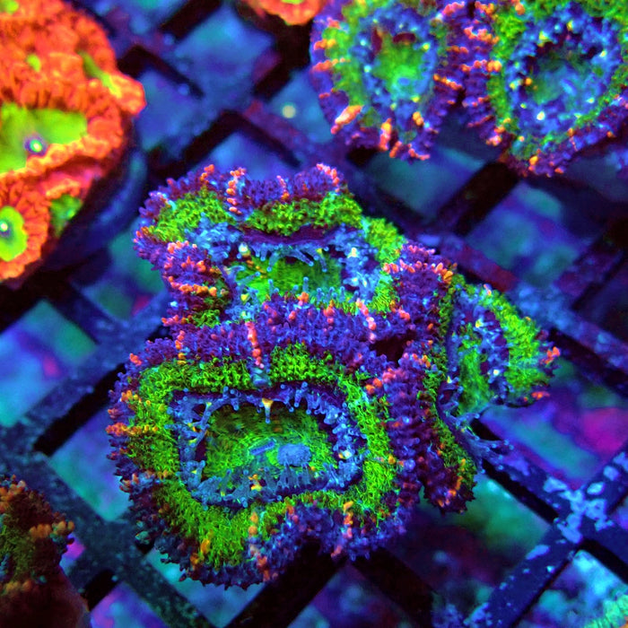 Acan Lord Coral Frag Ultra (11)