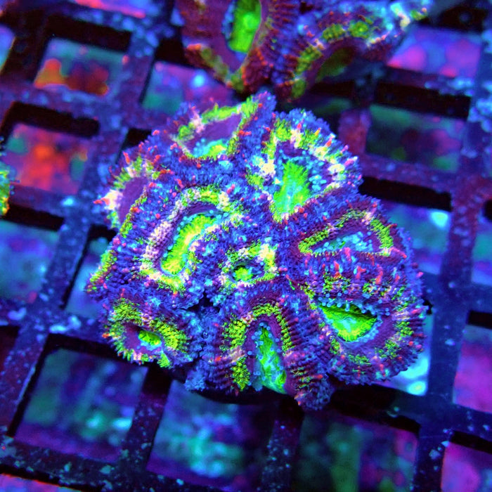 Acan Lord Coral Frag (10)
