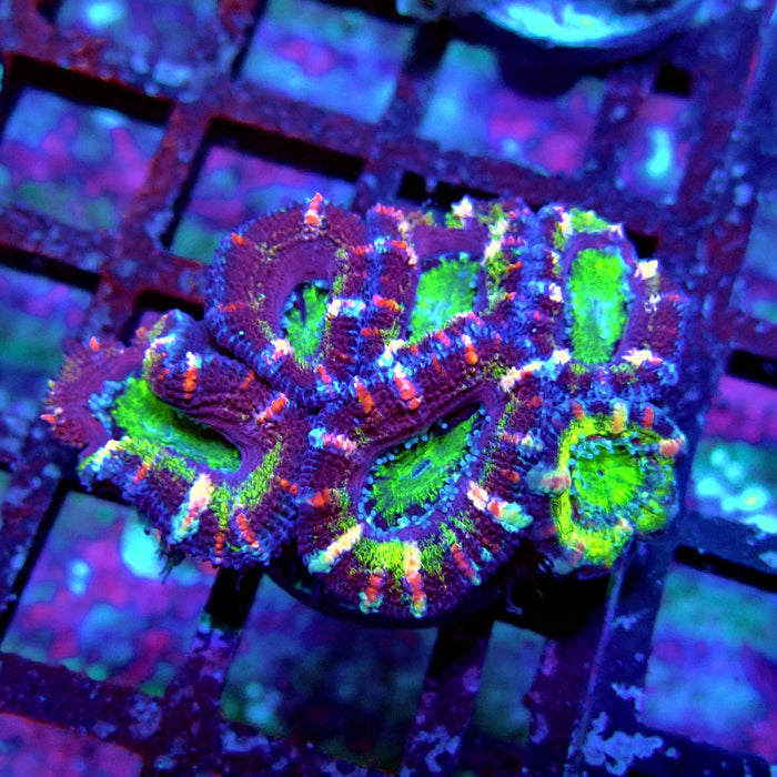 Acan Lord Coral Frag (10)