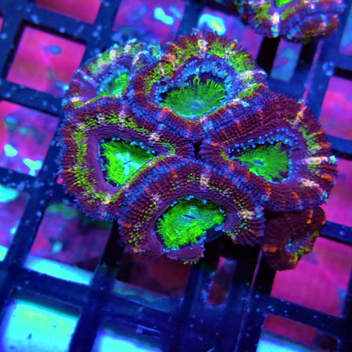 Acan Lord Coral Frag (10)