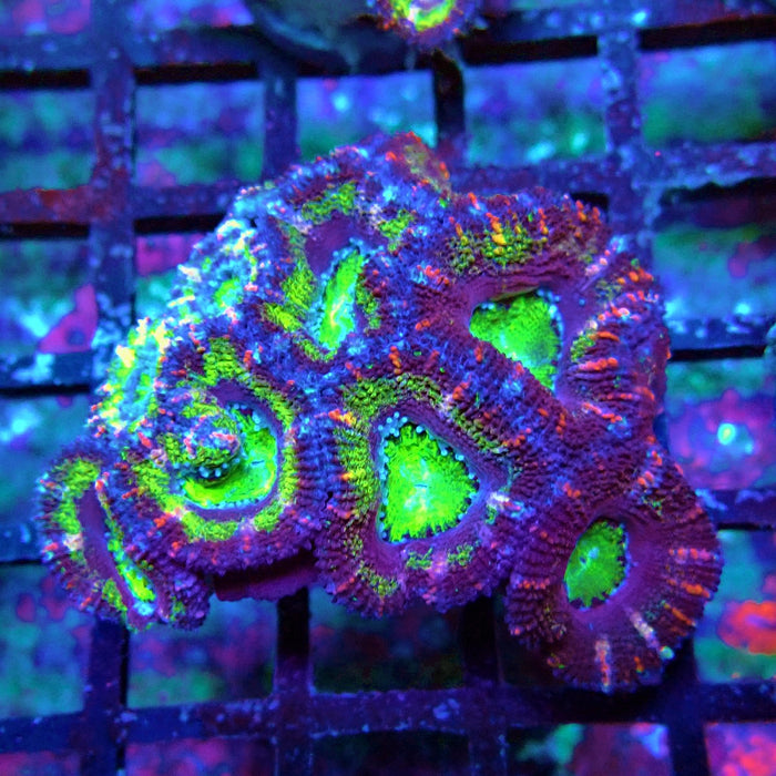 Acan Lord Coral Frag (10)