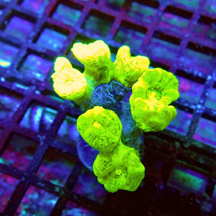 Candy Cane Premium Frag