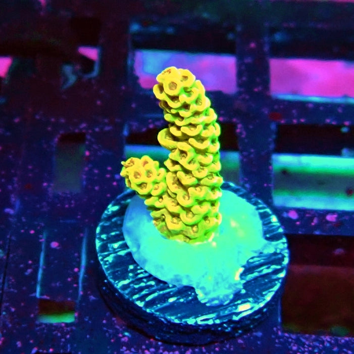REx Apache Quadricolor Acro