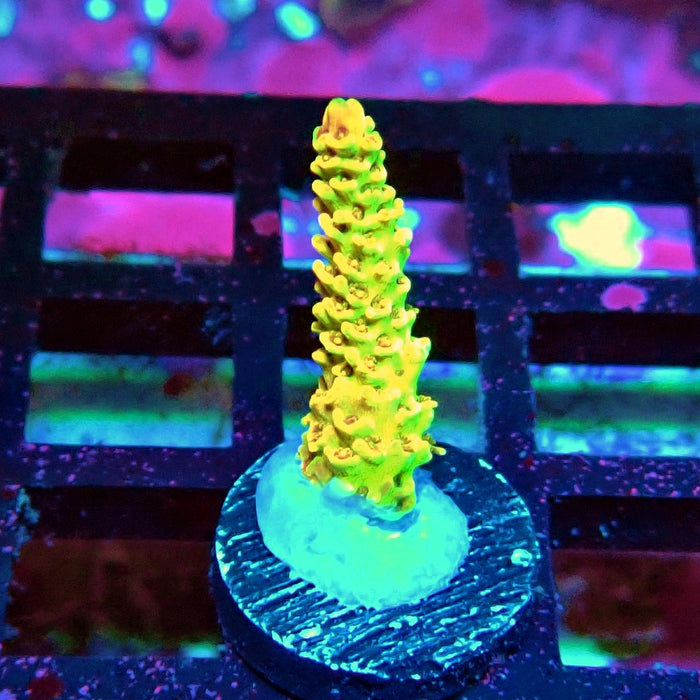 REx Apache Quadricolor Acro