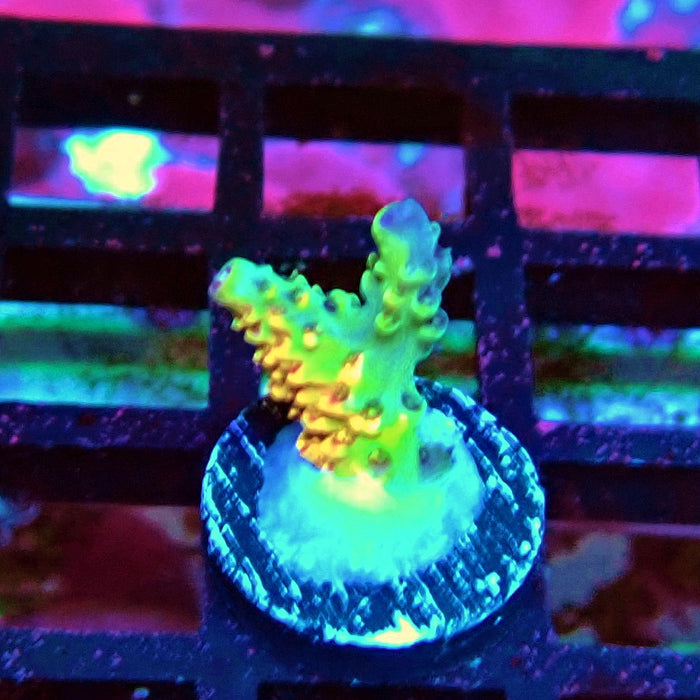 REx Apache Quadricolor Acro
