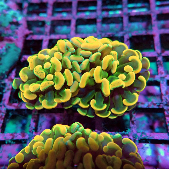 Orange Branch Hammer Euphyllia