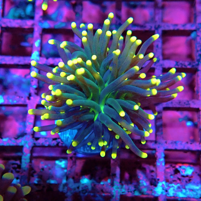 Dark Torch Yellow Tips