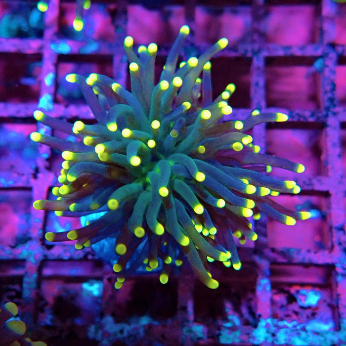 Dark Torch Yellow Tips
