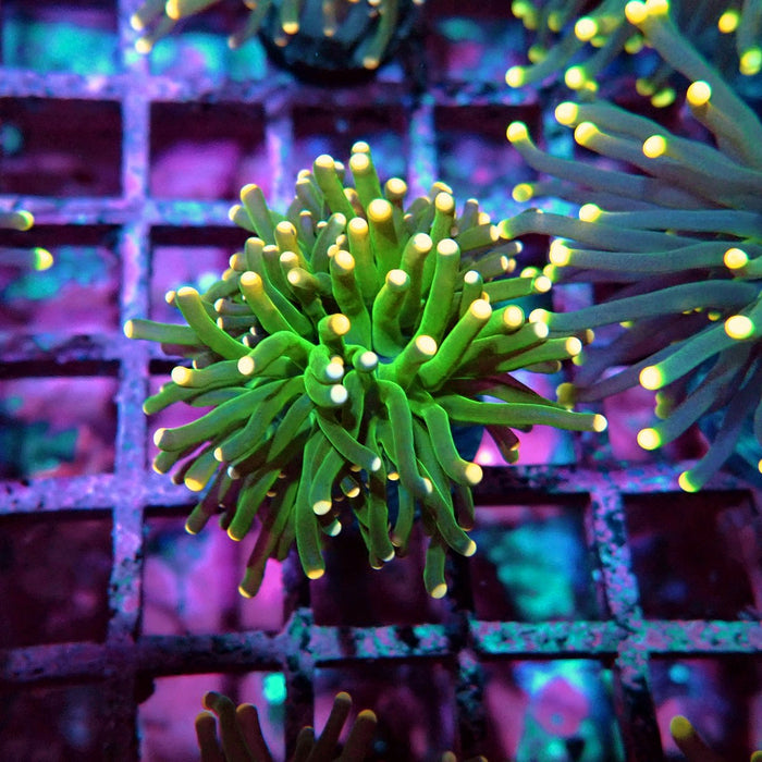 Green Torch Euphyllia Orange Tips