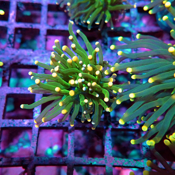 Green Torch Euphyllia Orange Tips