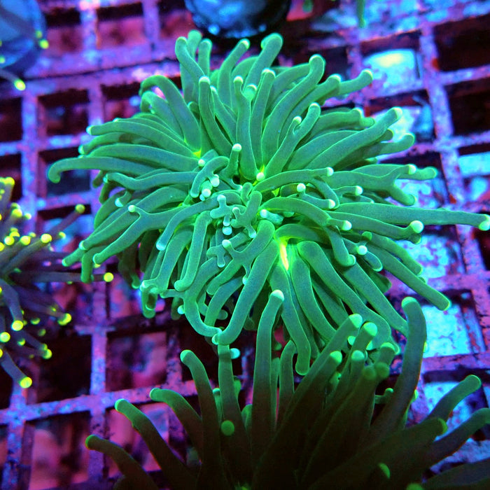 Green Torch Euphyllia