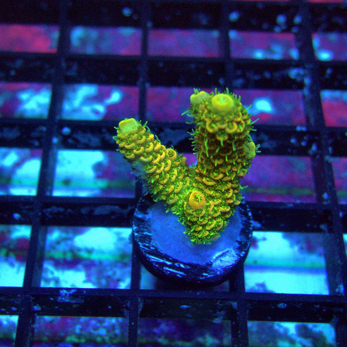Sunset Millepora