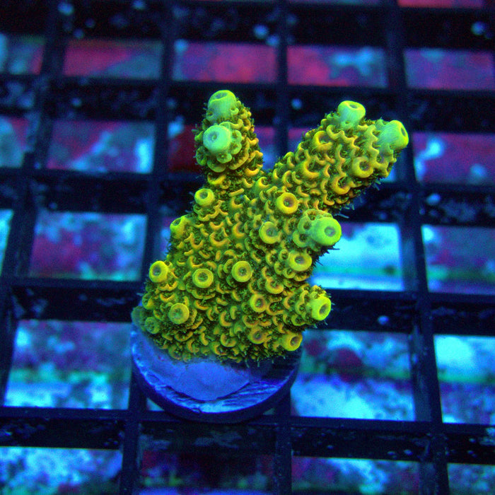 Sunset Millepora