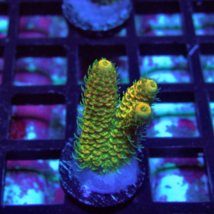 Sunset Millepora