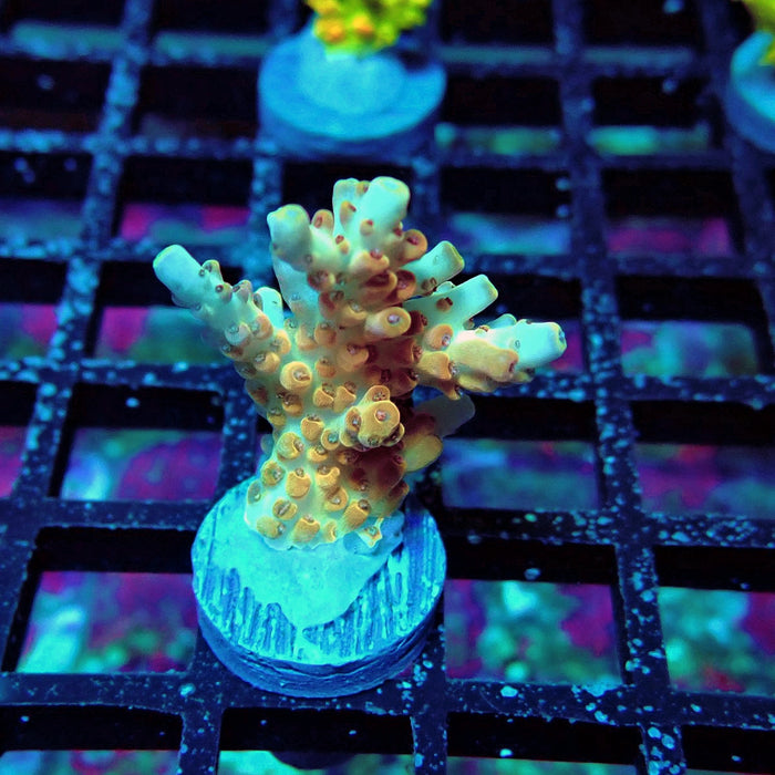 Orange Microclados Acro