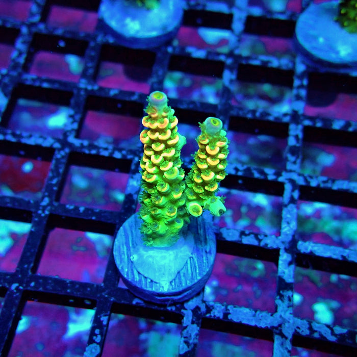 Green Pink Scale Tenuis Acro