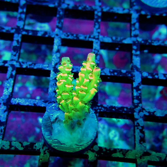 Green Pink Scale Tenuis Acro