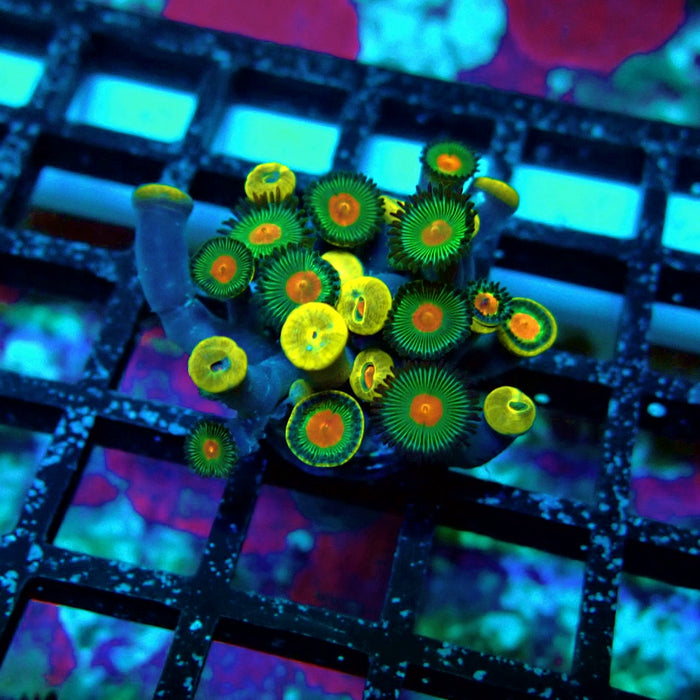 Ultra Zoas Frag