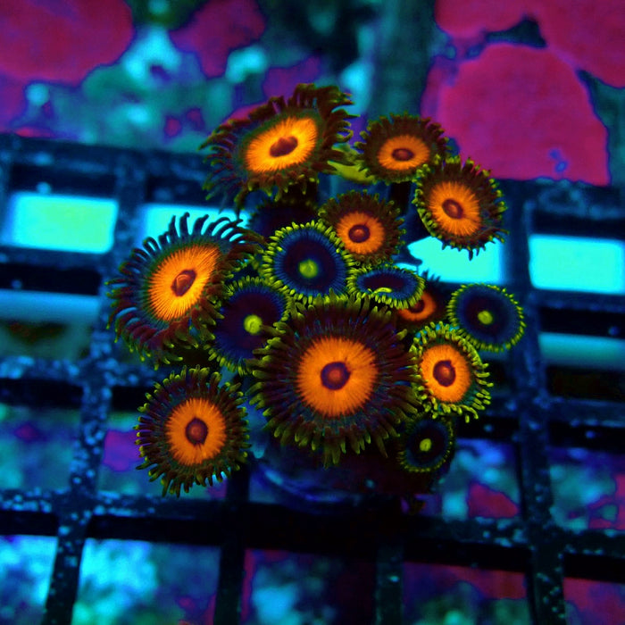 Ultra Zoas Frag
